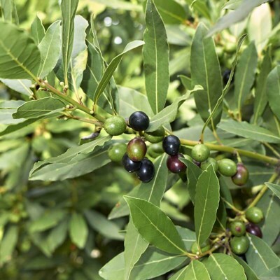 Vavrín pravý (Bobkový list) – aromatický ker a korenie