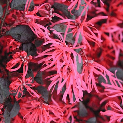 Loropetalum ´Black Pearl´ – Dramatický čierny ker s ružovými kvetmi