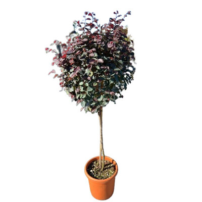 Loropetalum ´Black Pearl´ na kmeni – Čierny stromček s ružovými kvetmi