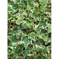 Bre?tan popínavý - Hedera helix ´Eva´ v závesnom koši - 40+cm