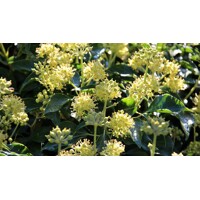 Bre?tan popínavý - Hedera helix ´Hibernica´ Co1L 80/100
