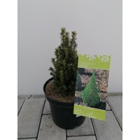 Smrek biely - Picea glauca ´Zuckerhut´- 10/15cm