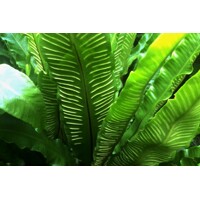 Papra? okrasná - Asplenium scolopendrium