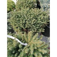 Smrek omorikový-balkánsky - Picea omorika ´Karel´ - 25/30cm