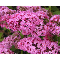 Buddleja davidii 'Pink Delight'