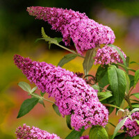 Buddleja davidii 'Pink Delight'