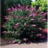 Buddleja davidii 'Pink Delight'