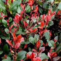 ?ervienka, Fotínia - Photinia fraseri ´Little Red Robin´- 20/30cm