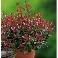 ?ervienka, Fotínia - Photinia fraseri ´Little Red Robin´- 20/30cm