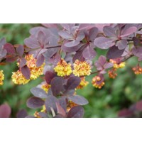  Drá? Thunbergov  - Berberis thunbergii ´Atropurpurea Nana´ - 25/35cm
