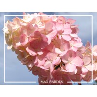 Hortenzia metlinatá - Hydrangea paniculata 'Vanille Fraise'- 25/30cm