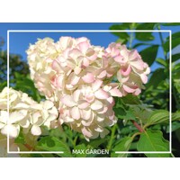Hortenzia metlinatá - Hydrangea paniculata 'Vanille Fraise'- 25/30cm