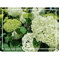 Hortenzia strom?ekovitá - Hydrangea arborescens 'Annabelle' - 20/30cm