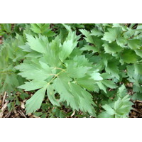 Ligúr?ek lékársky - Levistichum officinale