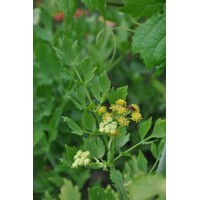 Ligúr?ek lékársky - Levistichum officinale