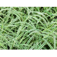Ostrica japonská - Carex morrowii ´Variegata´