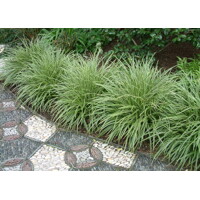 Ostrica japonská - Carex morrowii ´Variegata´