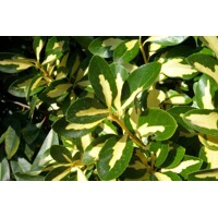 Bršlen japonský 'Luna'  - Euonymus japonicus 'Luna'  Ve?kos?: 20-30 ,  K2,5