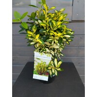 Bršlen japonský 'Luna'  - Euonymus japonicus 'Luna'  Ve?kos?: 20-30 ,  K2,5