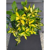 Bršlen japonský 'Luna'  - Euonymus japonicus 'Luna'  Ve?kos?: 20-30 ,  K2,5