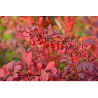  Dráč Thunbergov - Berberis thunbergii ´Atropurpurea ´ Veľkosť: 30-40 , RK2