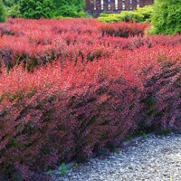  Dráč Thunbergov - Berberis thunbergii ´Atropurpurea ´ Veľkosť: 30-40 , RK2