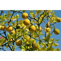 Poncirus trifoliata – Predaj, mrazuvzdorný citrónovník, jedlý, voňavé kvety