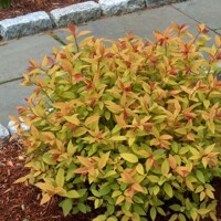 Tavoľník japonský - Spiraea bumalda 'Goldflame' Co2,5 20/30