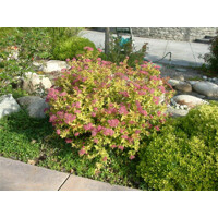 Tavoľník japonský - Spiraea bumalda 'Goldflame' Co2,5 20/30