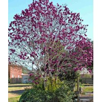 Magnolia 'Genie'  Veľkosť: 60-80 , K5