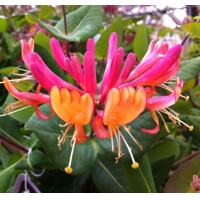 Zemolez henryho - Lonicera Henryi - 70/90cm