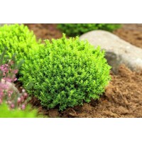 Hebe ´Green Globe´ 