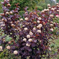 Tavo?a kalinolistá  - Physocarpus opulifolius ´Diabolo´ - 60/70cm