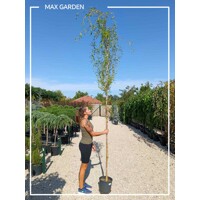Salix erythroflexuosa – vŕba pokrútená | Dekoratívny strom s kľukatými konármi