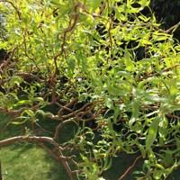 Salix erythroflexuosa – vŕba pokrútená | Dekoratívny strom s kľukatými konármi