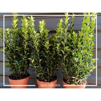 Bršlen japonský  - Euonymus japonicus  'Green Spire' - 25/30cm
