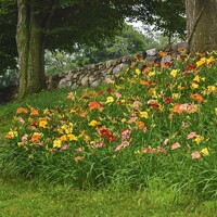 ?aliovka – Hemerocallis ´Frans Hals´