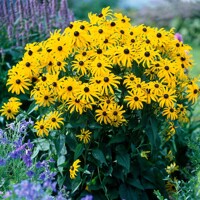 Rudbekia žiarivá  - Rudbeckia fulgida