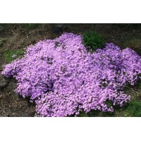 Flox šidlolistý - Phlox subulata  'Fort Hill'