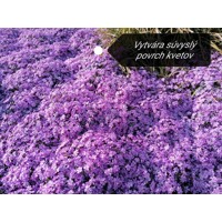 Flox šidlolistý - Phlox subulata  'Fort Hill'