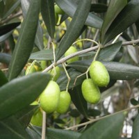 Olivovník európsky - Olea europaea Co7-10L 1/4 kmeň