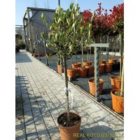 Olivovník európsky - Olea europaea Co7-10L 1/4 kmeň