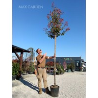 ?ervienka, Fotínia - Photinia fraseri Red Robin - na 180/200cm kmeni