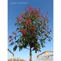 Červienka, Fotínia - Photinia fraseri Red Robin Co18-25L vysokokmeň