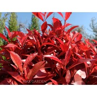 Červienka, Fotínia - Photinia fraseri Red Robin Co18-25L vysokokmeň