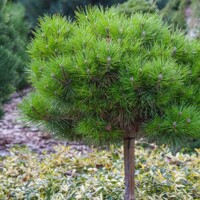 Borovica ?ierna - Pinus nigra ´Bambino´ - na 1/2 kmeni