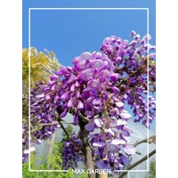 Vistéria vznešená  - Wisteria Floribunda ´ Yokohama Fuji ´ -200/250cm