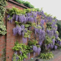 Vistéria vznešená  - Wisteria Floribunda ´ Yokohama Fuji ´  Co7L 200/250