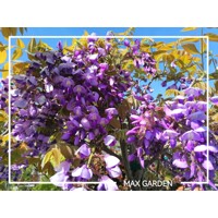 Vistéria vznešená  - Wisteria Floribunda ´ Yokohama Fuji ´ -200/250cm