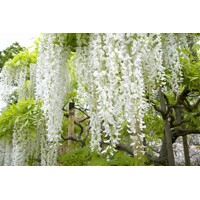 Vistéria japonská - Wisteria floribunda 'Longissima Alba'-150/200cm